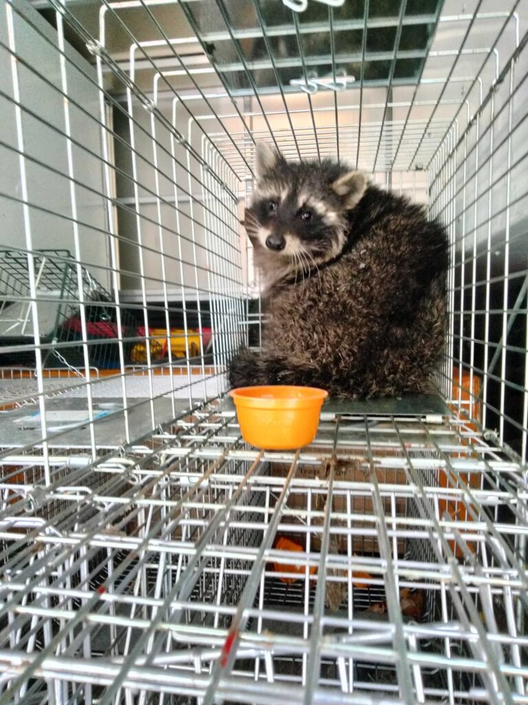 Wildlife Removal Bertrand