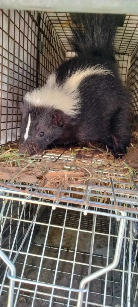 Wildlife Removal Bertrand