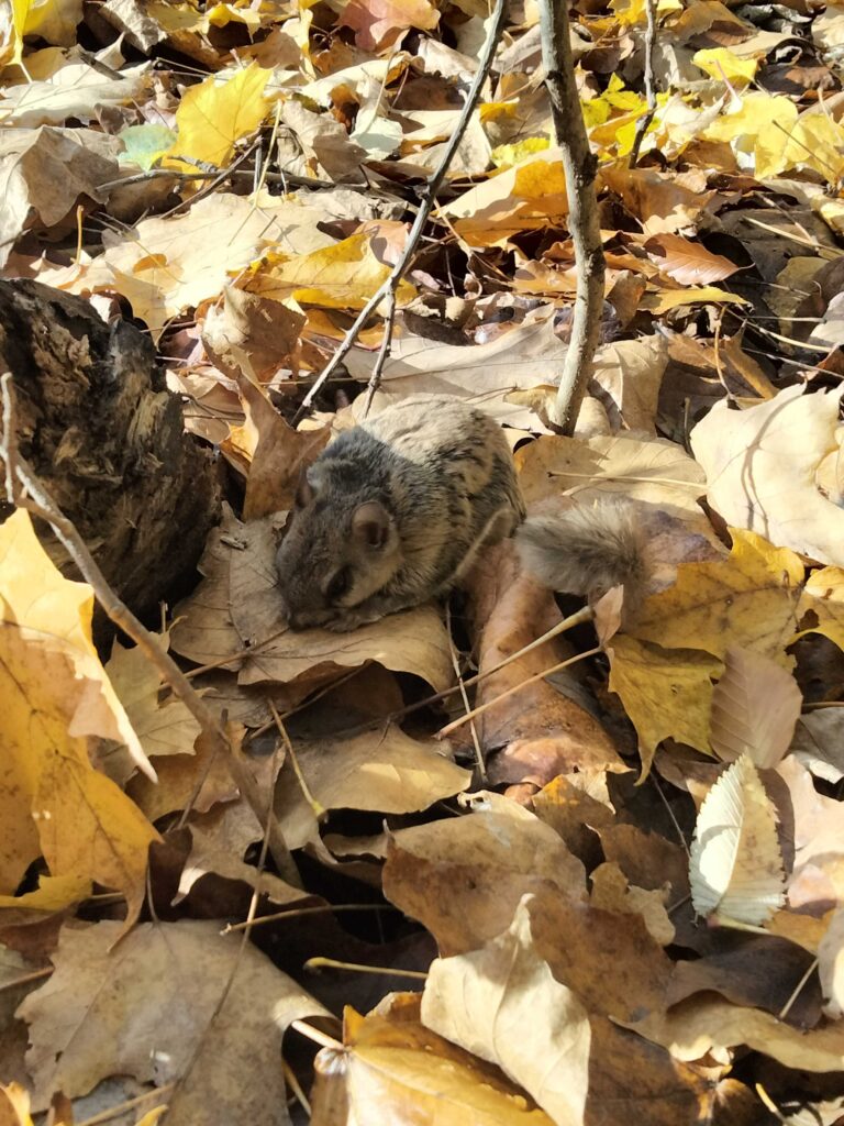 Wildlife Removal Bertrand