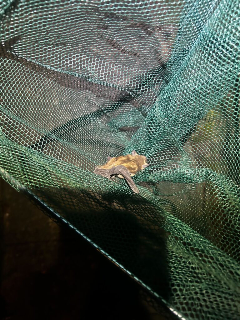 Wildlife Removal Bertrand